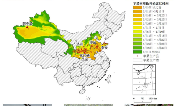 农业农村部信息中心与佳格天地联合发布2020年全国主产区苹果花期冻害预警分析